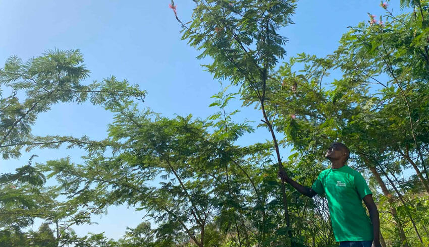 Trees For The Future: One Farmer's Story